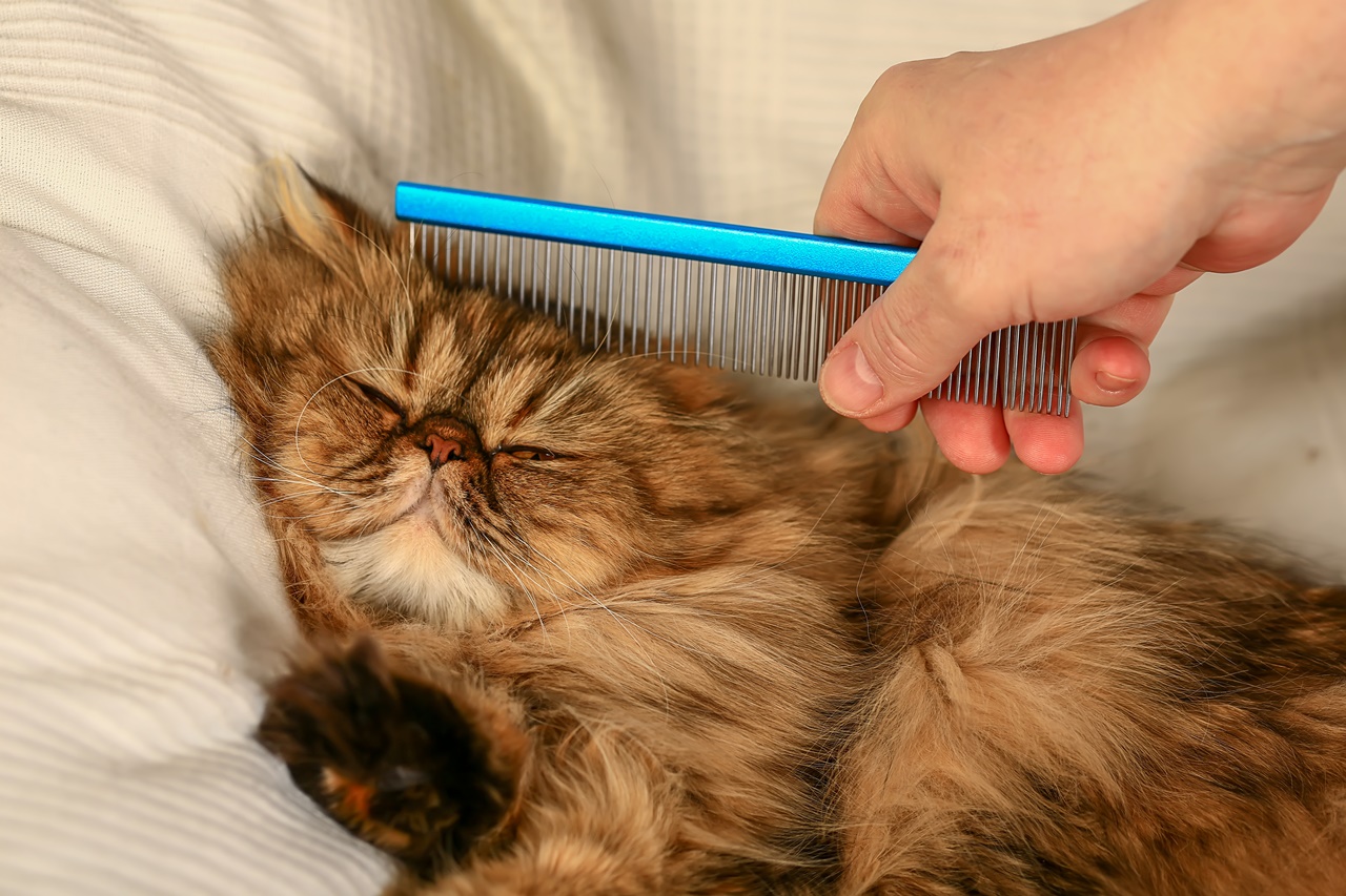 Tips To Follow Before You Bring Home a Persian Cat